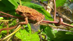 Duttaphrynus melanostictus