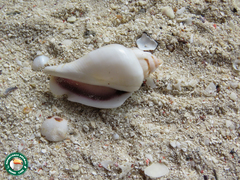 Gibberulus gibberulus