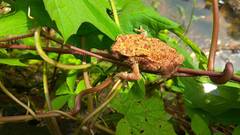 Duttaphrynus melanostictus