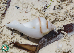 Gibberulus gibberulus