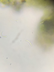 Bacidina delicata