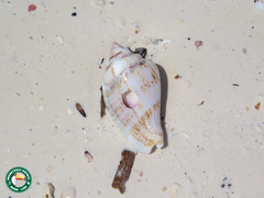 Gibberulus gibberulus