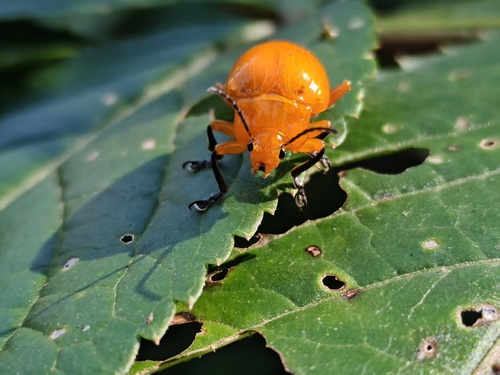 Podontia lutea