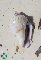 Gibberulus gibberulus