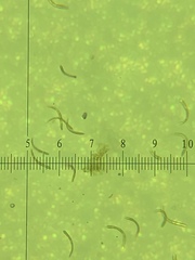 Bacidina delicata