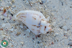 Gibberulus gibberulus