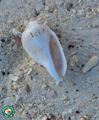 Gibberulus gibberulus