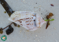 Gibberulus gibberulus