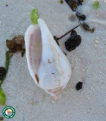 Gibberulus gibberulus