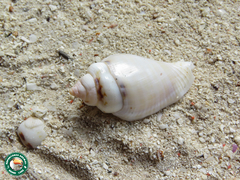 Gibberulus gibberulus