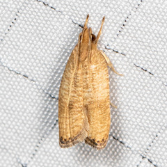 Psilocorsis cryptolechiella