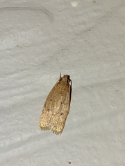 Autosticha kyotensis