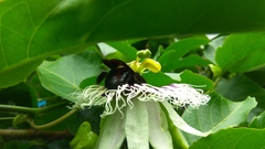 Xylocopa ruficornis