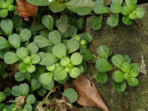 Chinese woodland stonecrop