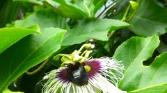 Xylocopa ruficornis