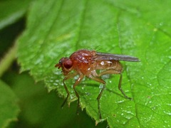 Dryomyza simplex