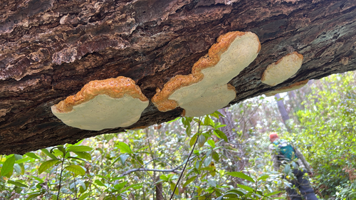 iNaturalist observation photo of Fungi Including Lichens