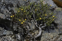 Helichrysum parvifolium