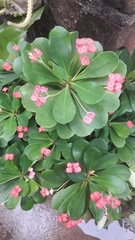 Euphorbia milii