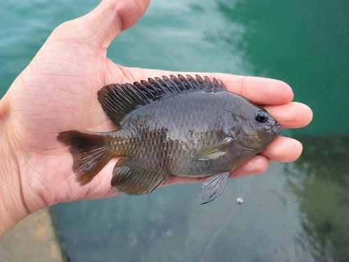 Brackish damsel (Pomacentrus taeniometopon) — Pomacentridae — 2
