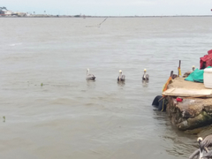 Pelecanus occidentalis