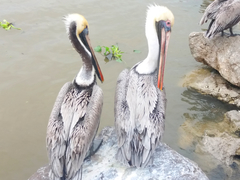 Pelecanus occidentalis