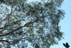 Eucalyptus macarthurii