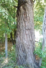 Eucalyptus macarthurii