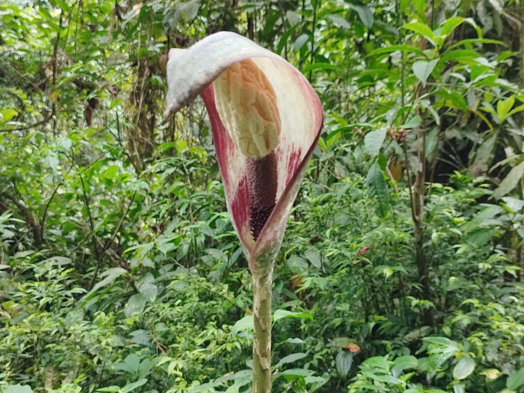 Amorphophallus kachinensis