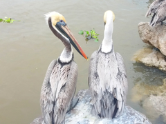 Pelecanus occidentalis