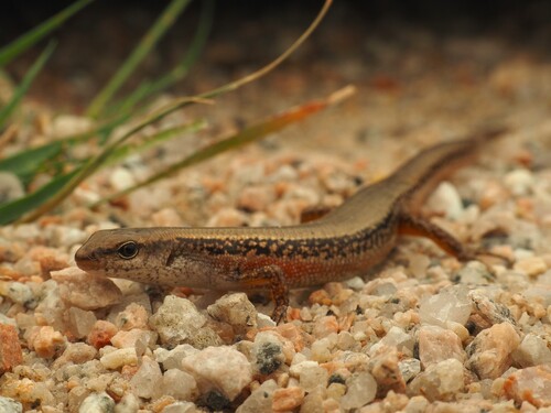 Scincella reevesii observed 2026-05-02