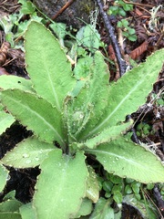 王天明, CC BY, iNaturalist via GBIF Meconopsis baileyi, photograph 王天明, CC BY, iNaturalist via GBIF