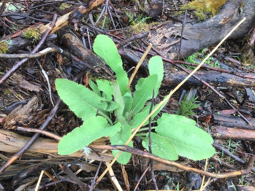 Meconopsis baileyi, photograph 2