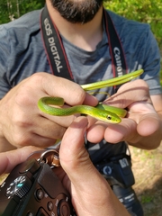 Opheodrys aestivus
