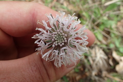 Marshallia caespitosa