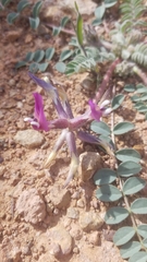 Astragalus holmgreniorum
