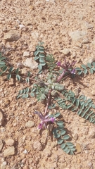 Astragalus holmgreniorum
