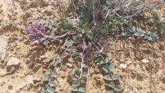 Astragalus holmgreniorum