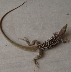 Aspidoscelis stictogrammus