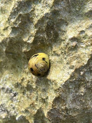 Nerita peloronta