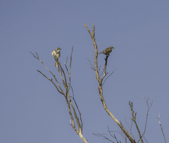 Plectorhyncha lanceolata