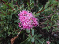 Spiraea splendens splendens