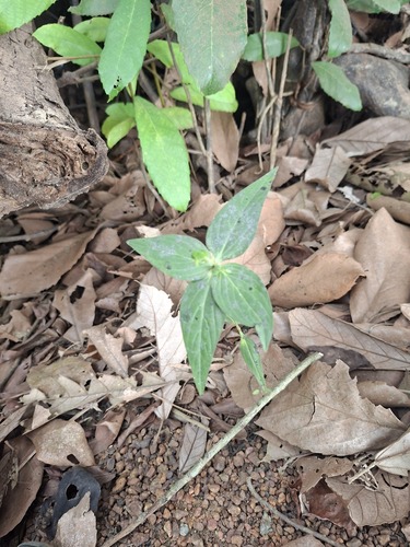 Pink Weed