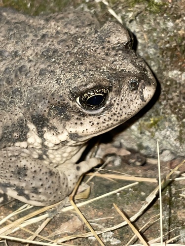 Concepcion Toad