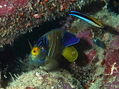 Labroides pectoralis