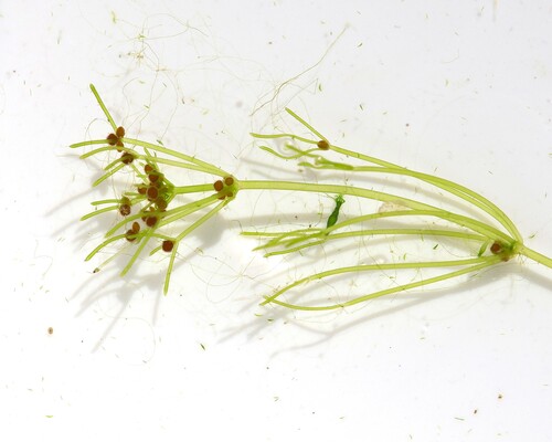 Nitella flexilis observed 2026-05-03