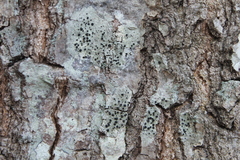 Bacidia schweinitzii