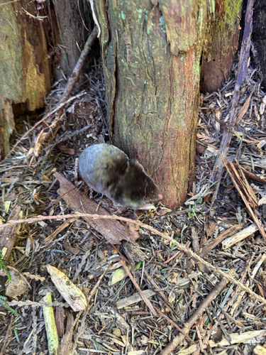 Coast Mole observed by teethfarmer