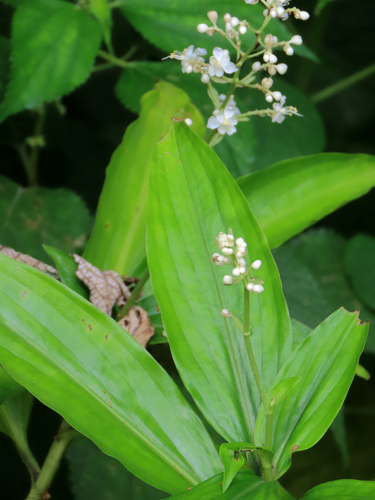 Pollia secundiflora observed 2026-04-29