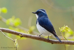 Ficedula superciliaris